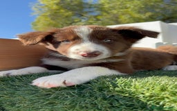 Border Collie perros en venta: BORDER COLLIE - Anuncio 2