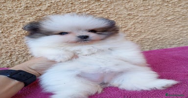 Pomerania perros - Anuncio 3