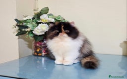 Persa gatos en venta: Gatita Persa - Imagen 1