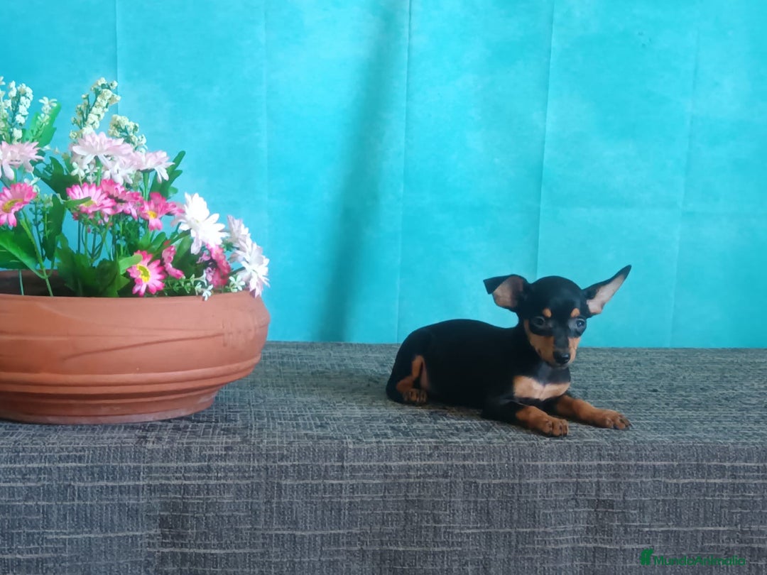 Pinscher Miniatura perros en venta: 🐾Cachorritos de Pinscher Miniatura  - Anuncio 2