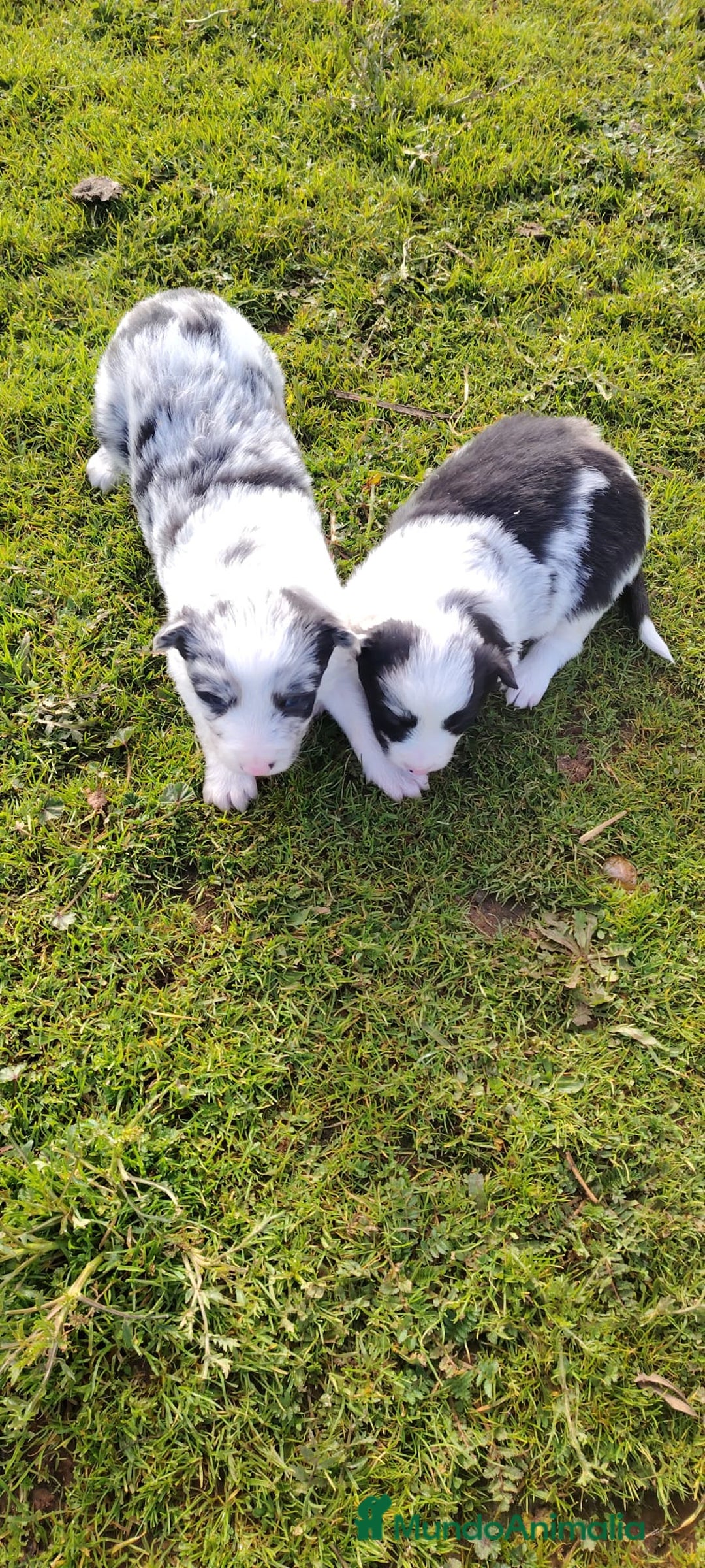Border Collie perros en venta: Cachorros de Border Collie  - Anuncio 4