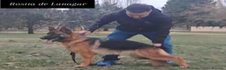 Pastor Alemán perros en venta: Dicachorros pastor aleman negro y negro fuego - Anuncio 3