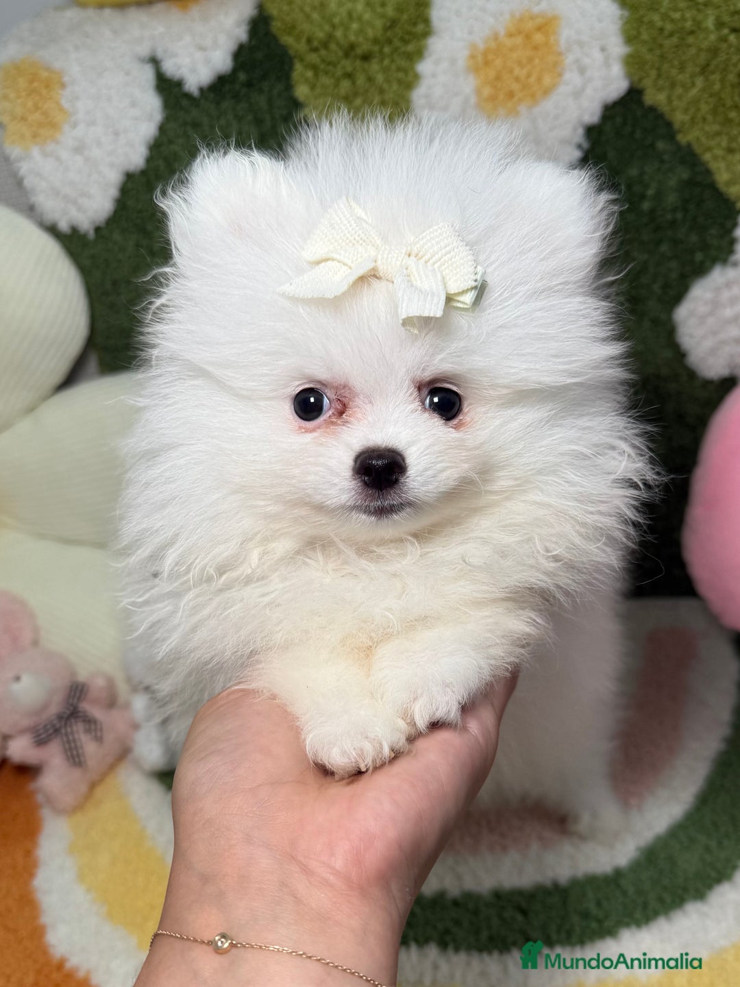 Pomerania perros en venta: Lulu de Pomerania Blanco Puro - Imagen 4
