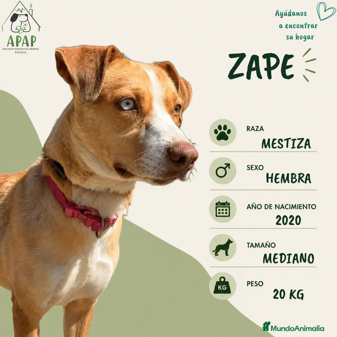 Raza Mixta perros en adopcion: ZAPE busca hogar - Anuncio 1