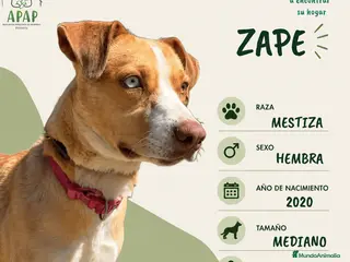Raza Mixta perros ZAPE busca hogar - Anuncio 7