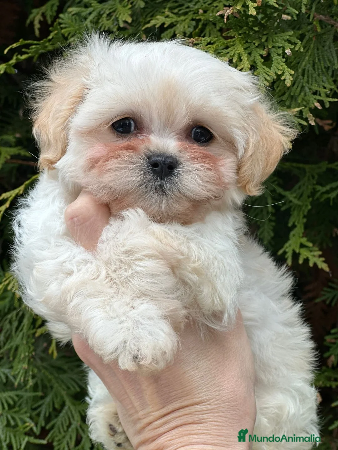 Maltipoo perros en venta: Línea coreana  - Anuncio 4