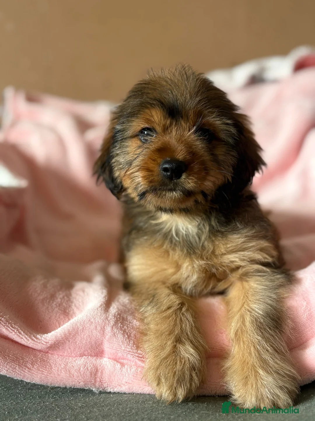 Yorkiepoo perros en venta: Yorkiepoo último machito!! - Anuncio 4
