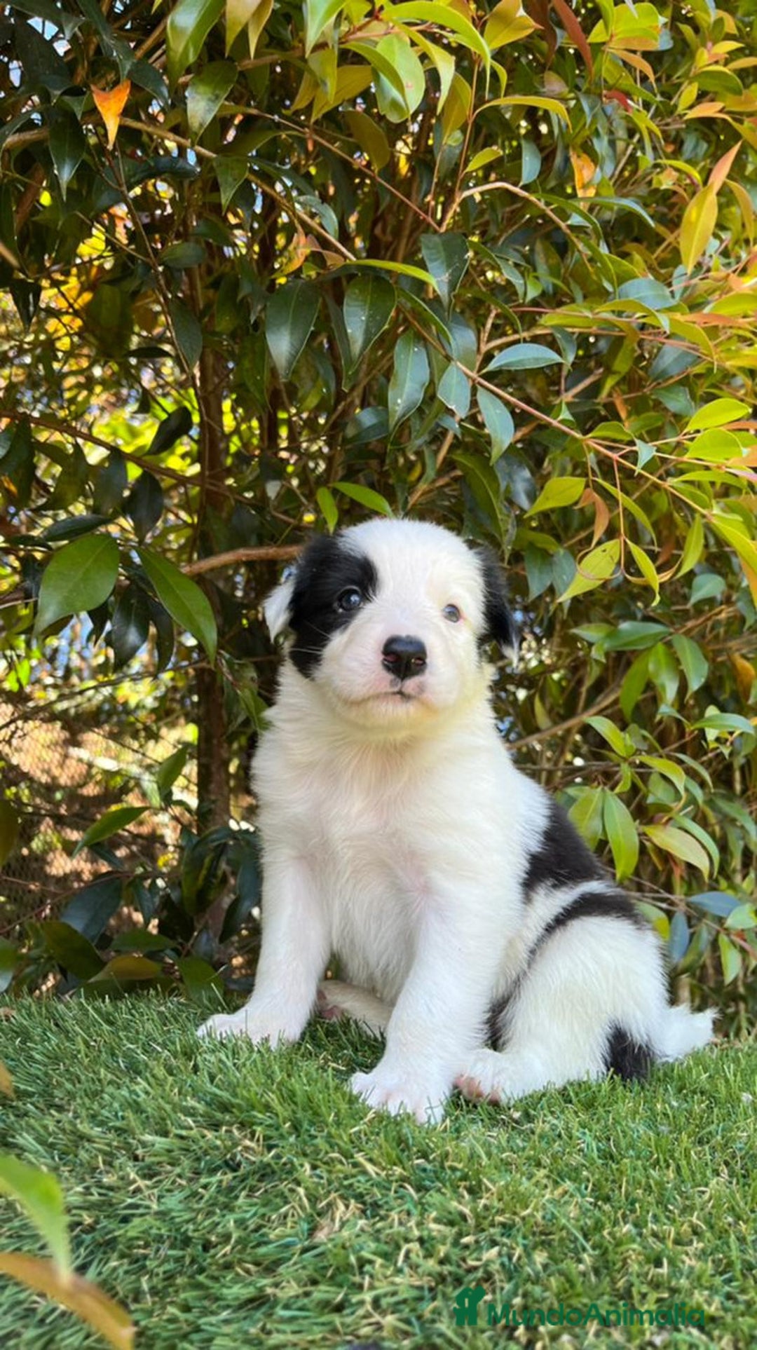 Border Collie perros en venta: Border collie  - Anuncio 1