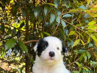 Border Collie perros Border collie - Anuncio 5