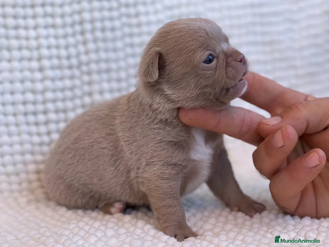 Chihuahua perros en venta: CHIHUAHUAS THELUXEPUPPYS - Anuncio 2