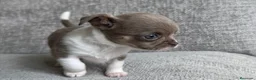 Chihuahua perros en venta: CHIHUAHUA CACHORROS MINI - Anuncio 6
