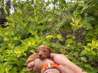 Labradoodle perros Labradoodle - Anuncio 37