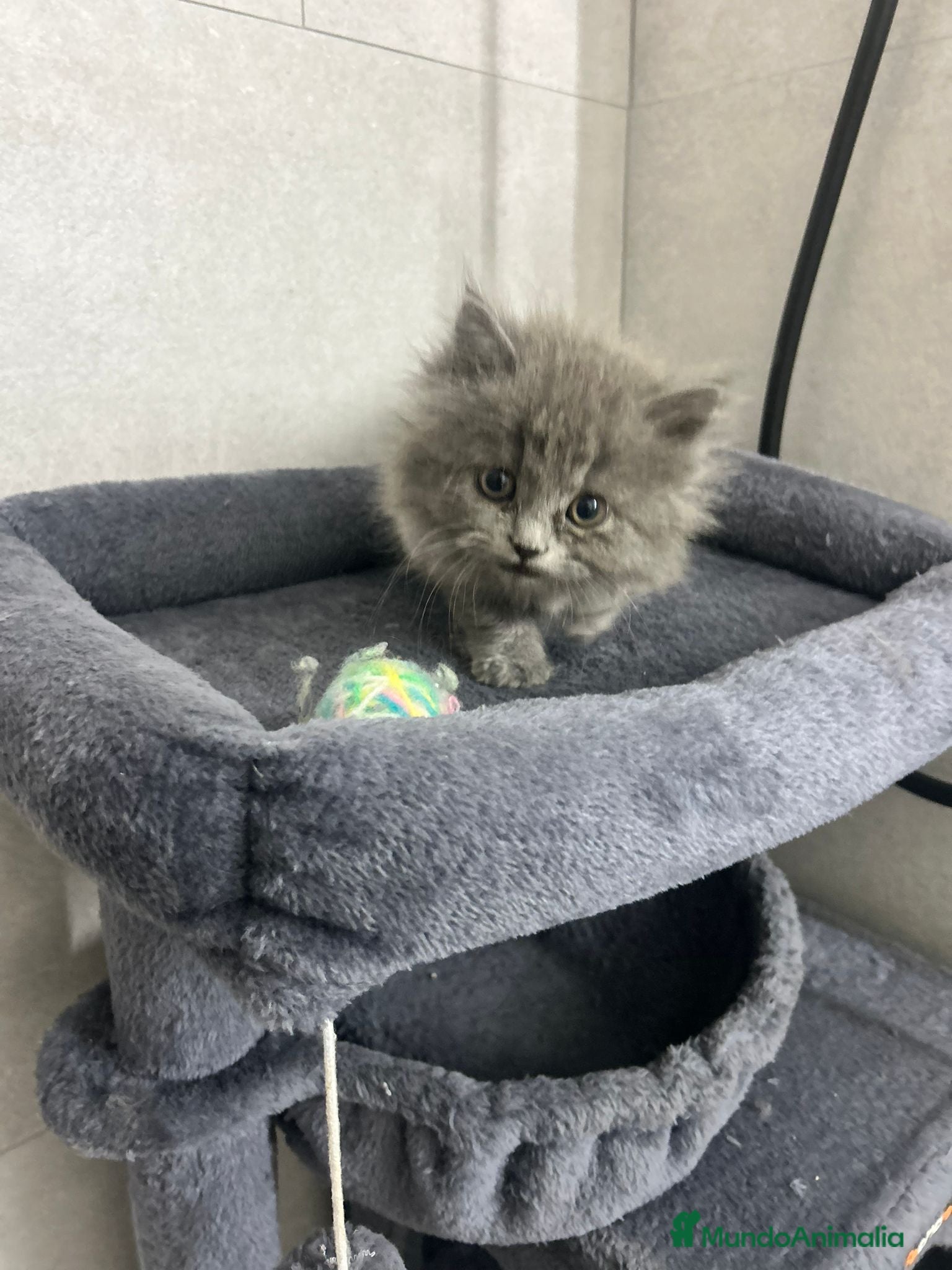 Británico de Pelo Largo gatos British pelo largo  - Anuncio 2