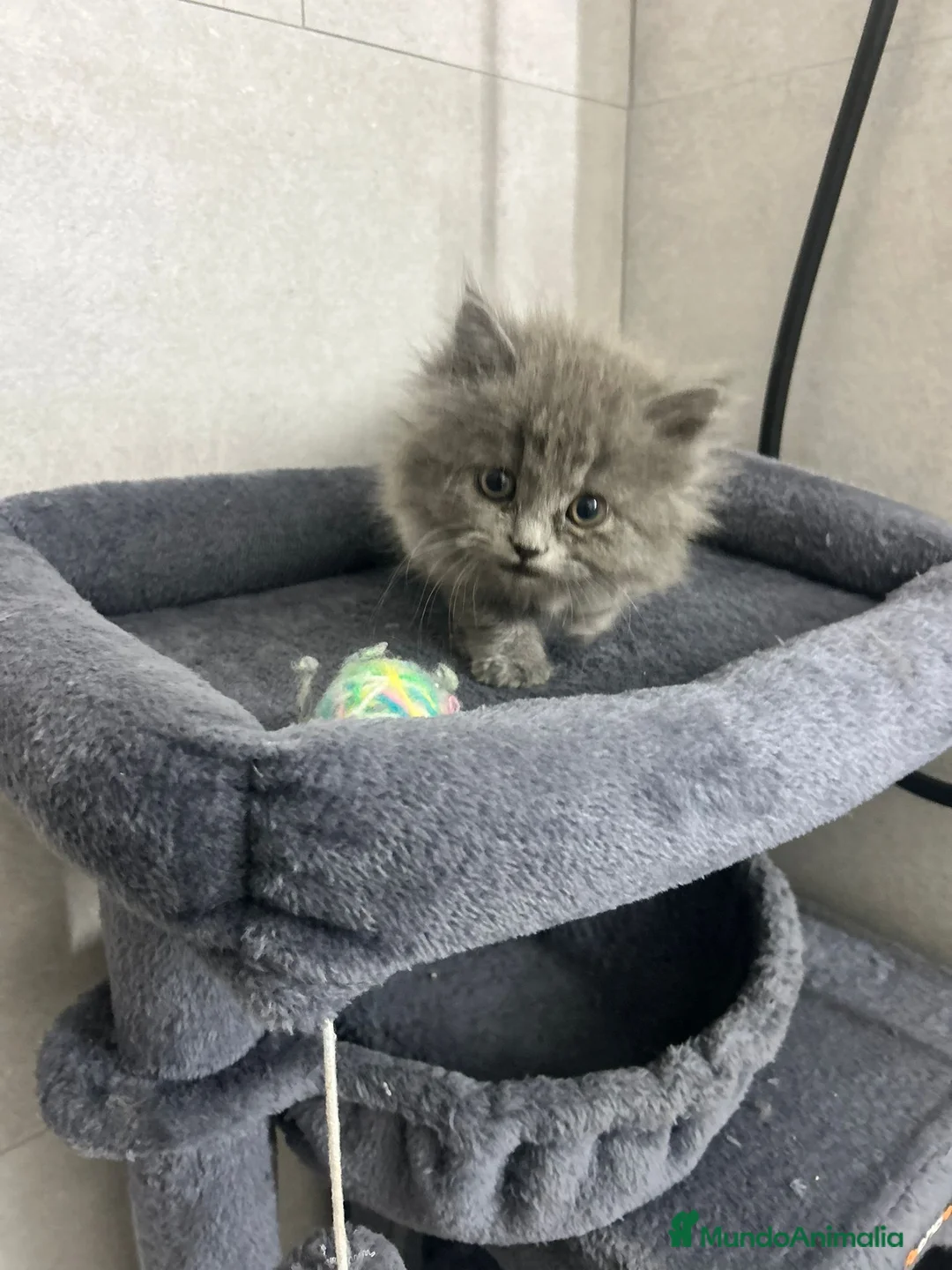 Británico de Pelo Largo gatos en venta: British pelo largo  - Anuncio 1