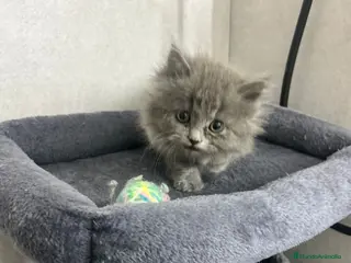 Británico de Pelo Largo gatos British pelo largo - Anuncio 5