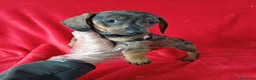 Teckel Miniatura perros en venta: Teckel Mini  - Anuncio 2