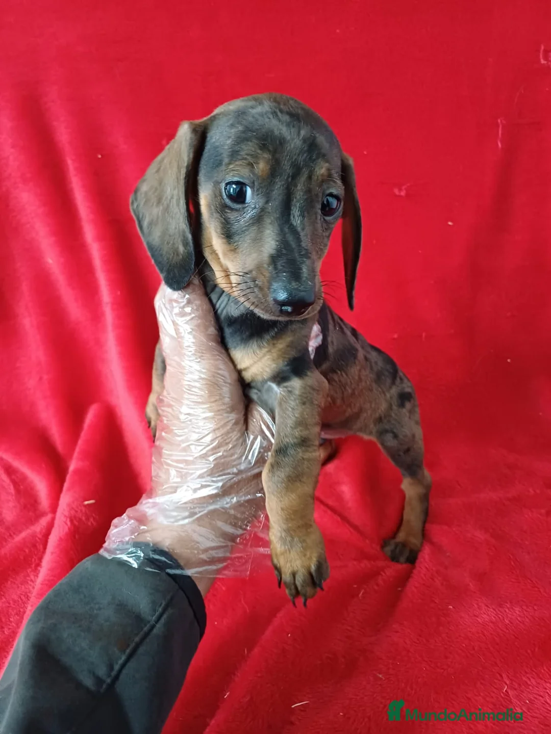 Teckel Miniatura perros en venta: Teckel Mini  - Anuncio 2