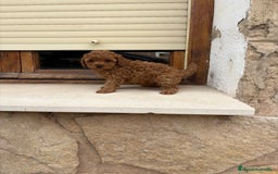Caniche Toy perros en venta: Caniche toy - Imagen 5