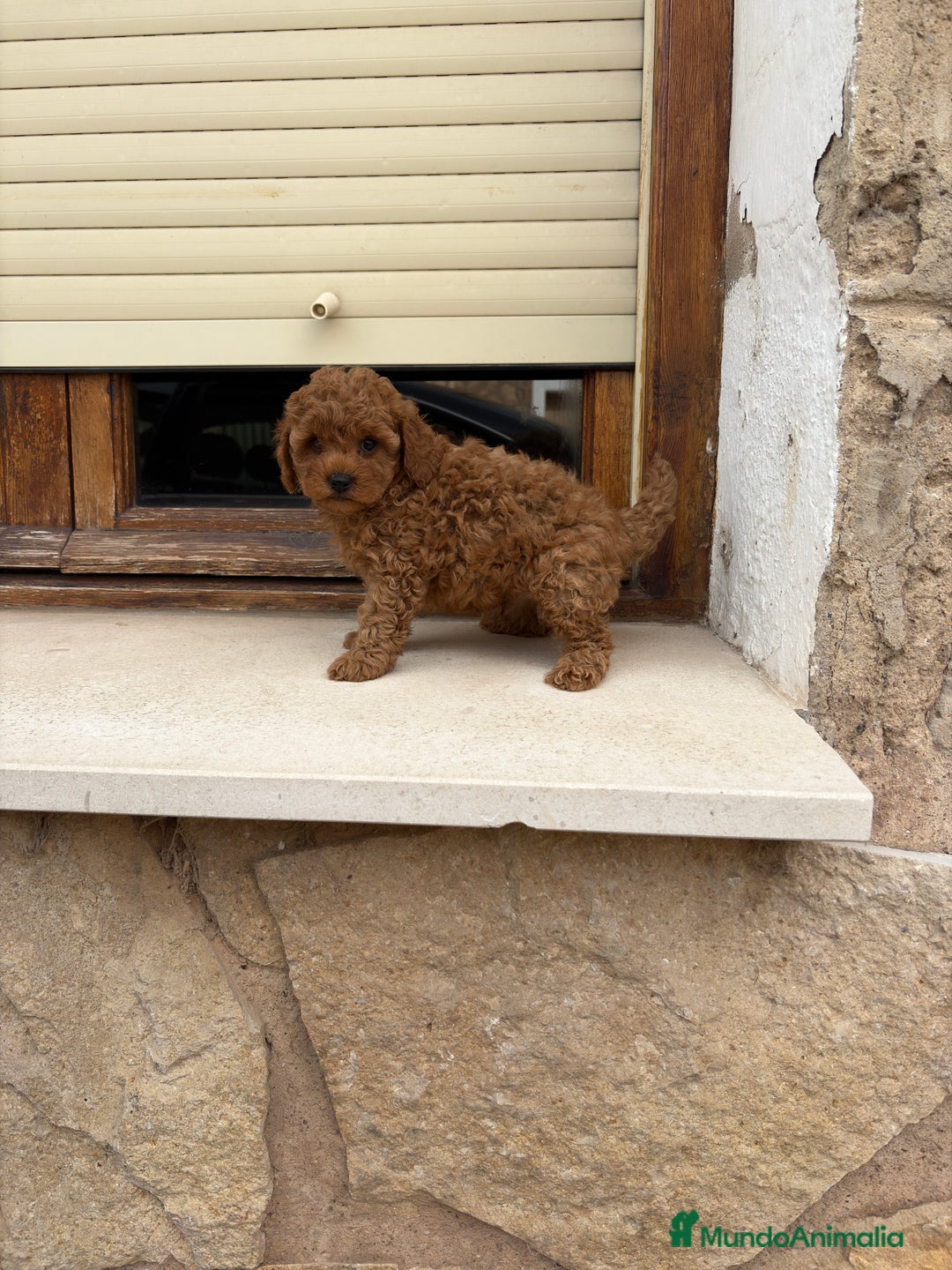 Caniche Toy perros en venta: Caniche toy - Imagen 5