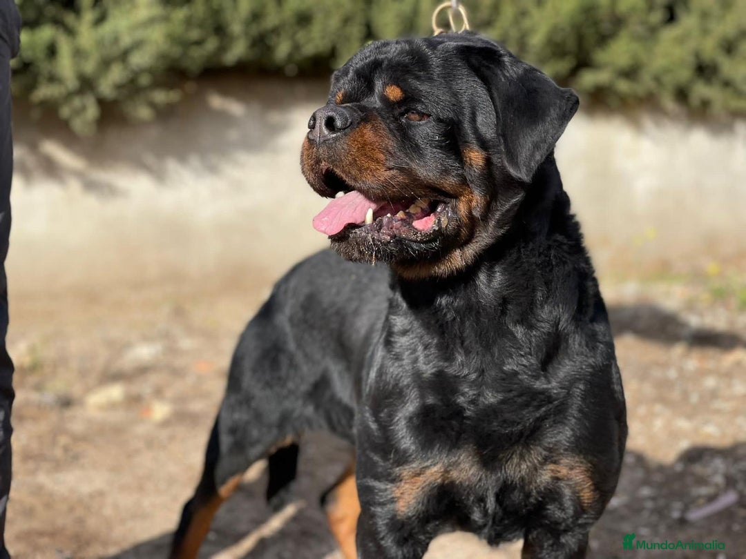 Rottweiler perros en venta: Rotwailer  - Imagen 4