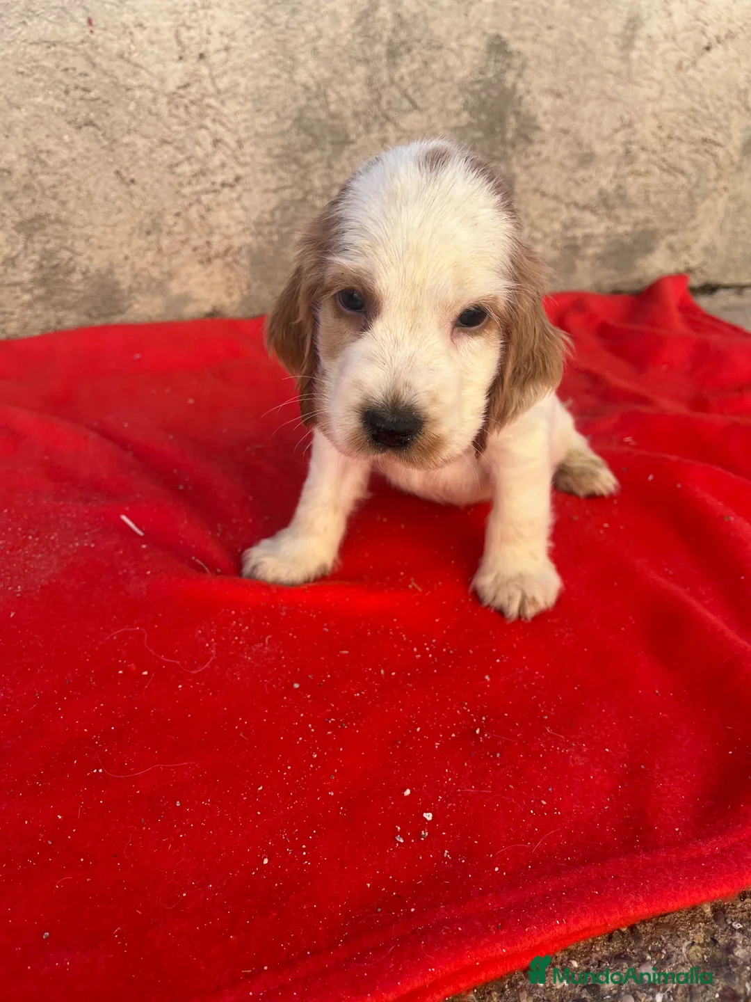 Cocker Spaniel Inglés perros en venta: PRECIOSOS EJEMPLARES DE COCKER - Anuncio 2