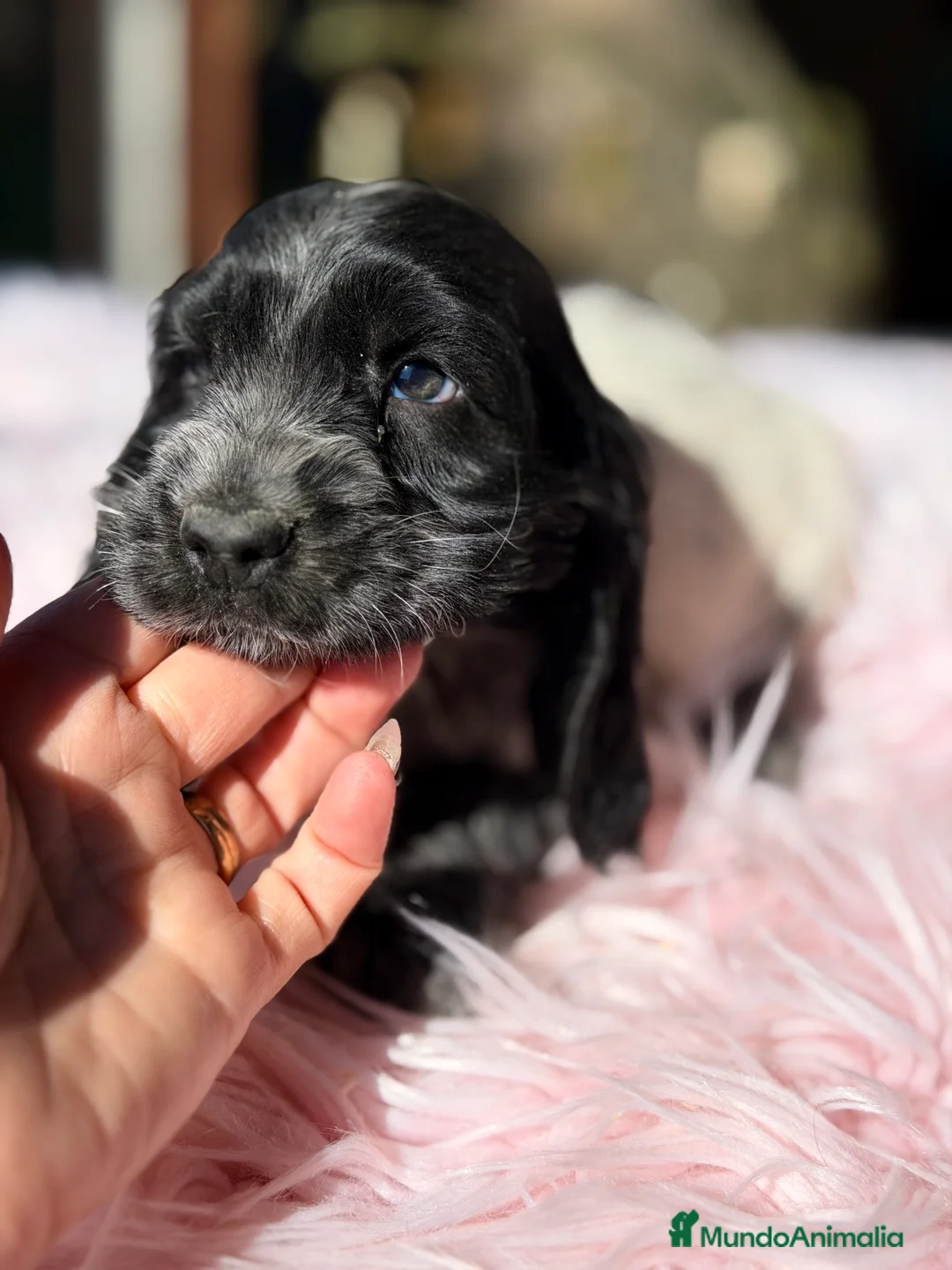 Cocker Spaniel Inglés perros en venta: Cocker ruano hembra  - Anuncio 9