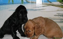 Cocker Spaniel Inglés perros en venta: Cocker Spaniel calidad - Imagen 1