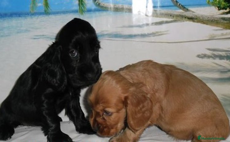 Cocker Spaniel Inglés perros - Anuncio 5