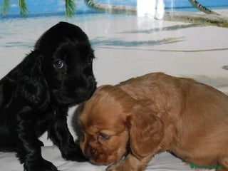 Cocker Spaniel Inglés perros - Anuncio 4