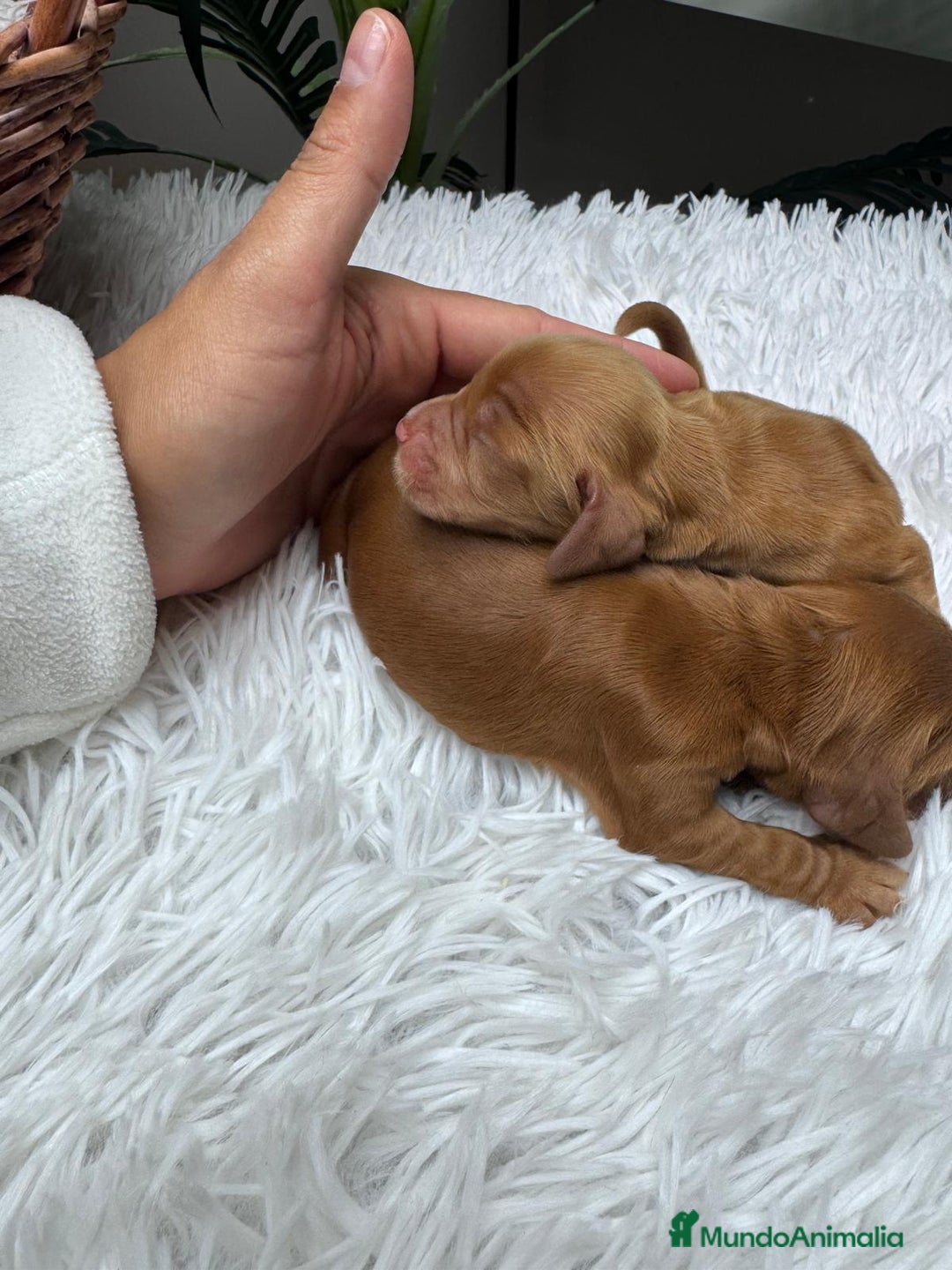 Cocker Spaniel Inglés perros en venta: COCKER SPANIEL INGLES - Anuncio 4