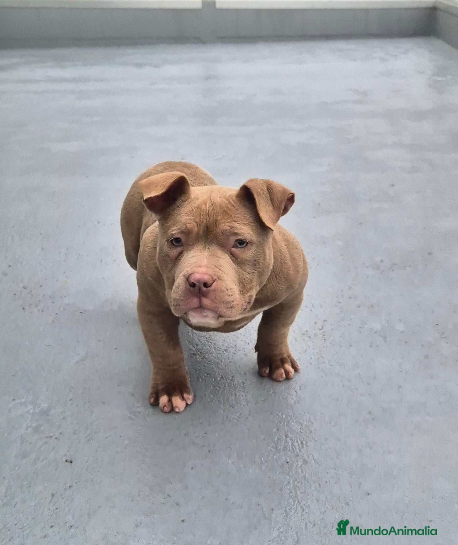 American Bully perros American Bully Pocket  - Anuncio 2