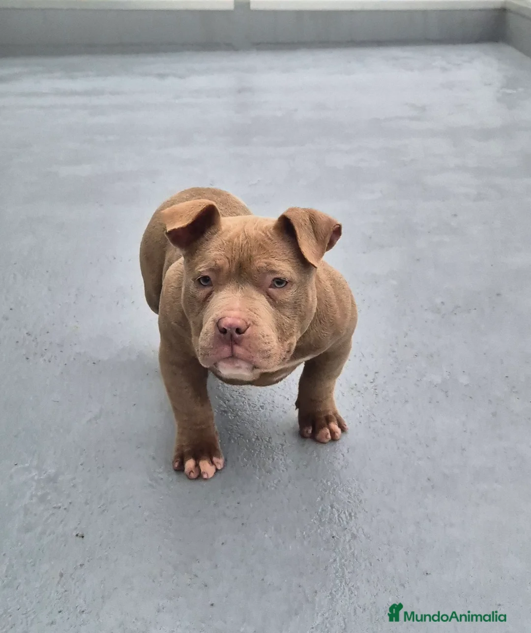 American Bully perros en venta: American Bully Pocket  - Anuncio 2