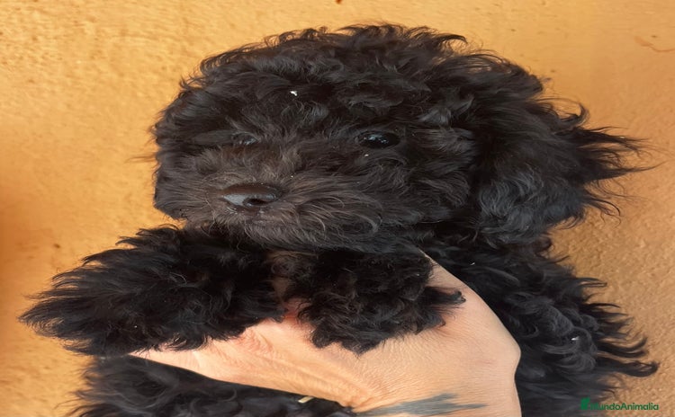 Caniche Toy perros - Anuncio 4