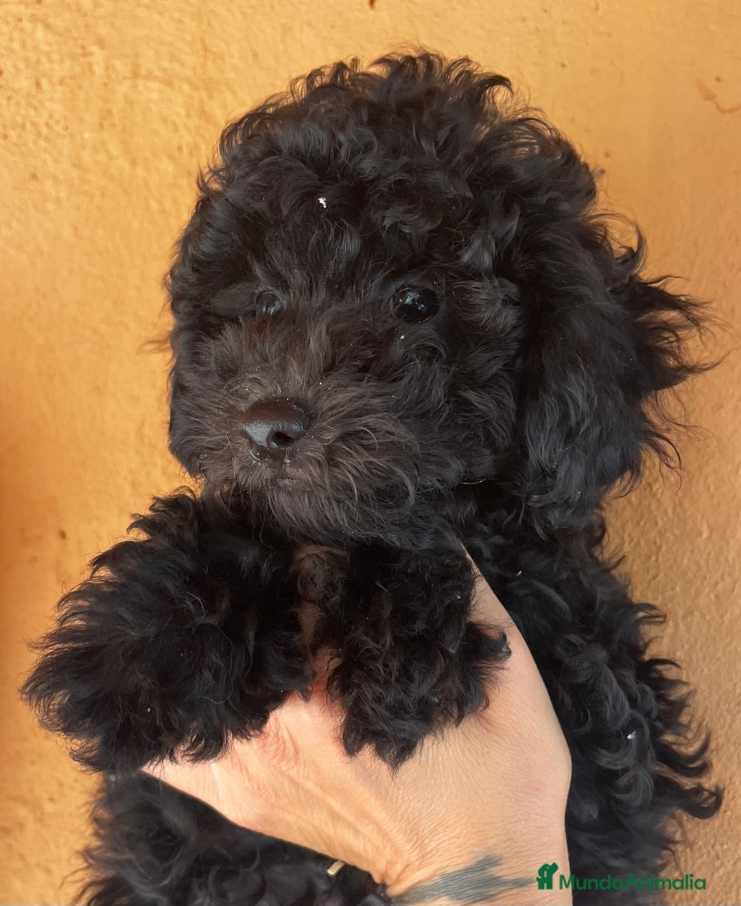 Caniche Toy perros en venta: Caniche negro  - Imagen 1