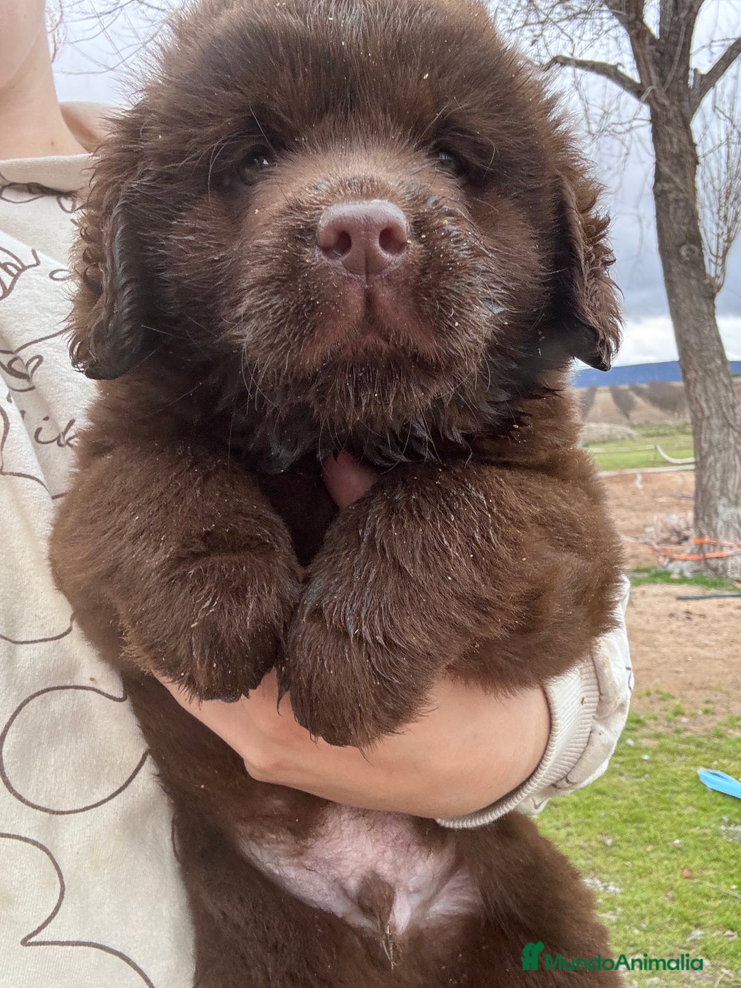Labrador Retriever perros en venta: Labrador RETRIEVER hembra  - Anuncio 1