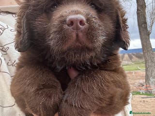 Labrador Retriever perros Labrador RETRIEVER hembra - Anuncio 11