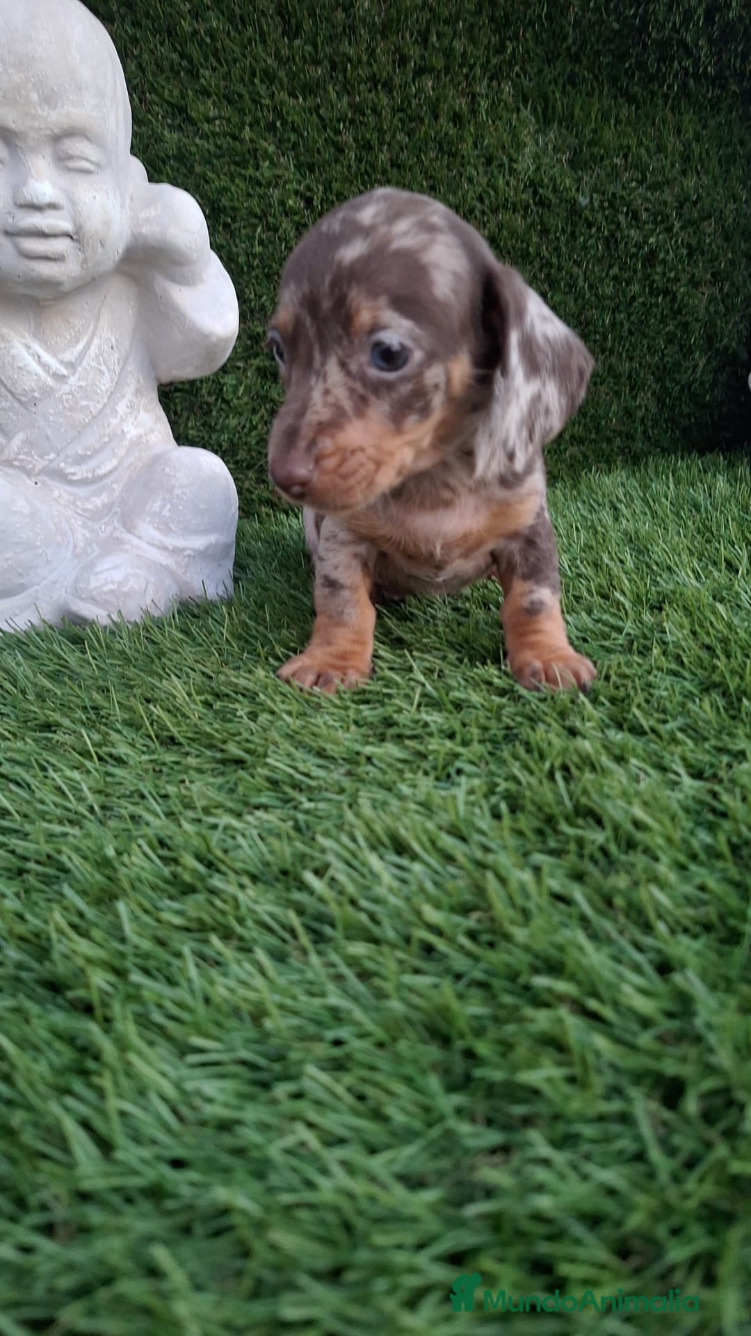 Teckel Miniatura perros en venta: Teckel kanichen Hembra arlequín chocolate  - Imagen 2