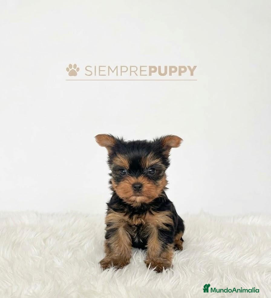 Yorkshire Terrier perros YORKSHIRE TOY  - Anuncio 2