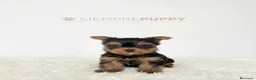 Yorkshire Terrier perros en venta: YORKSHIRE TOY  - Anuncio 1
