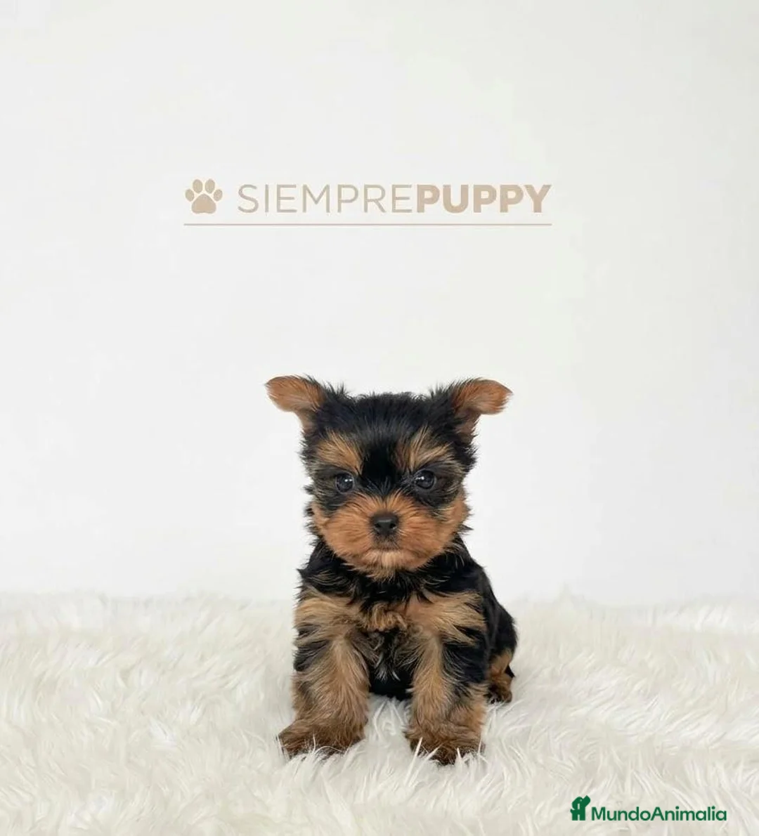 Yorkshire Terrier perros en venta: YORKSHIRE TOY  - Anuncio 1