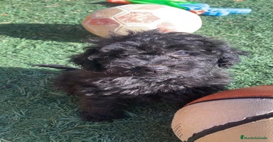 Caniche Toy perros - Anuncio 6