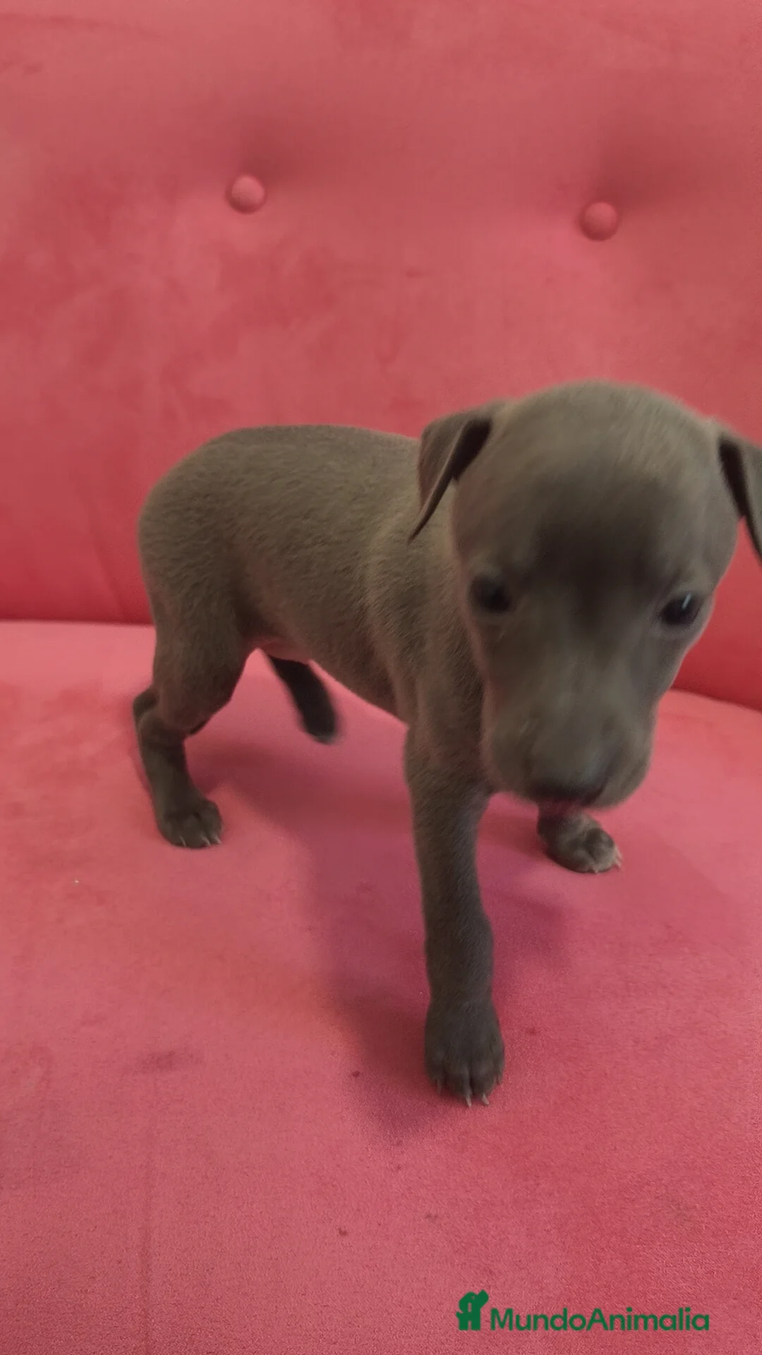 Pequeño Lebrel Italiano perros en venta: Pequeño lebrel Italiano Piccolo Galgo Italiano  - Anuncio 5