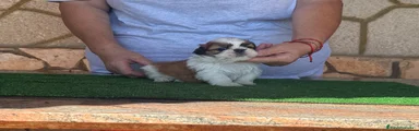 Shih Tzu 1