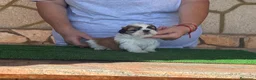 Shih Tzu perros en venta: Macho tricolor rojo - Anuncio 7