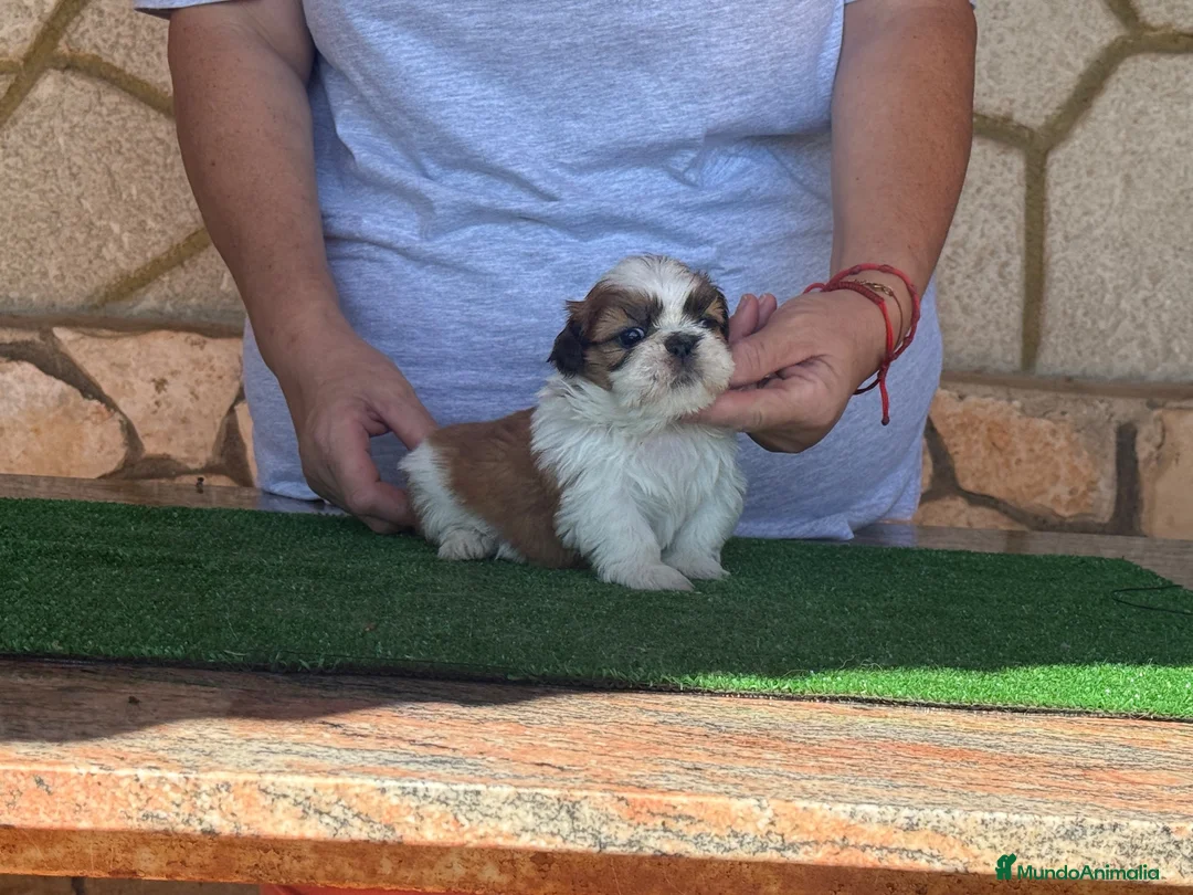Shih Tzu perros en venta: Macho tricolor rojo - Anuncio 7