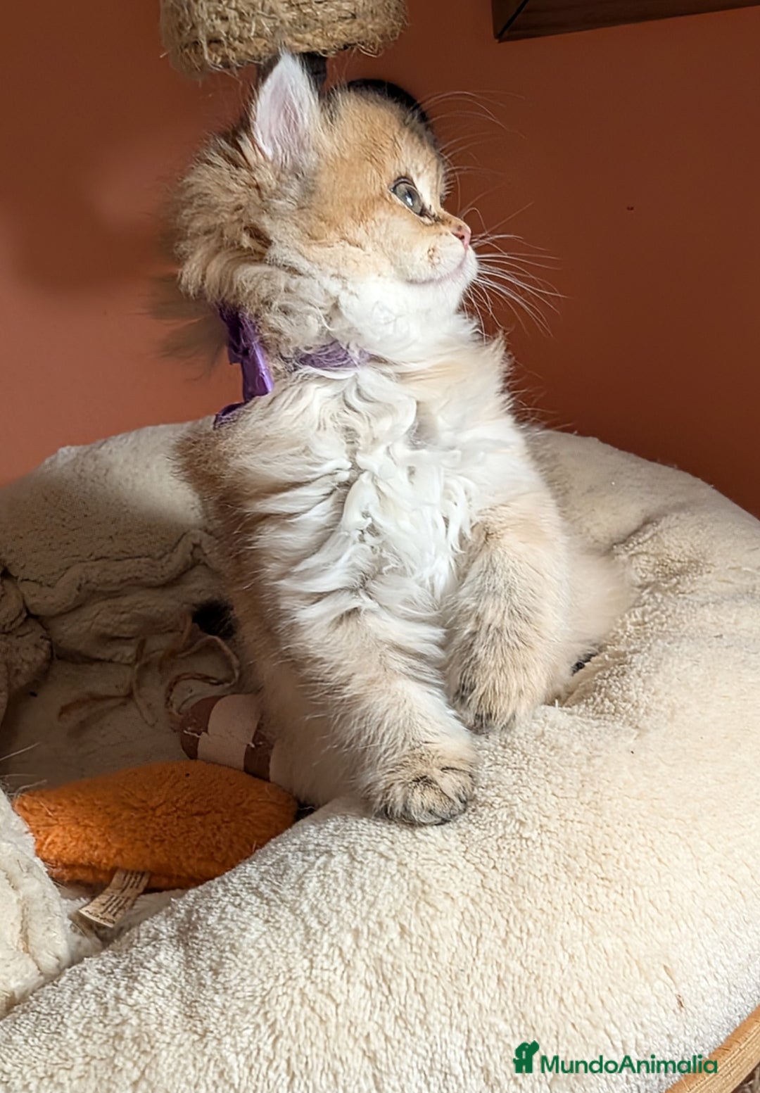 Británico de Pelo Largo gatos en venta: gatitos british longhair 📍lineas excepcionales - Anuncio 4