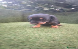 Teckel Miniatura perros en venta: teckel miniatura pelo basto arlequín y negro fuego - Imagen 1