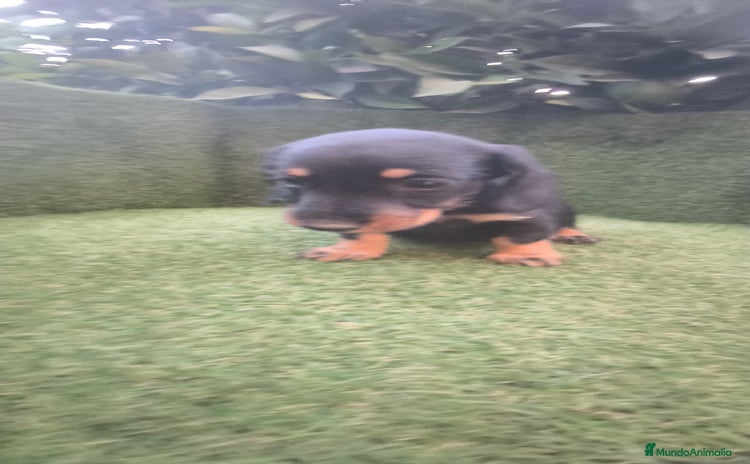 Teckel Miniatura perros - Anuncio 1