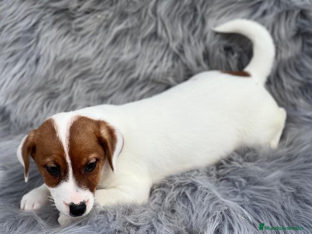 Jack Russell Terrier perros en Barcelona - Anuncio 6