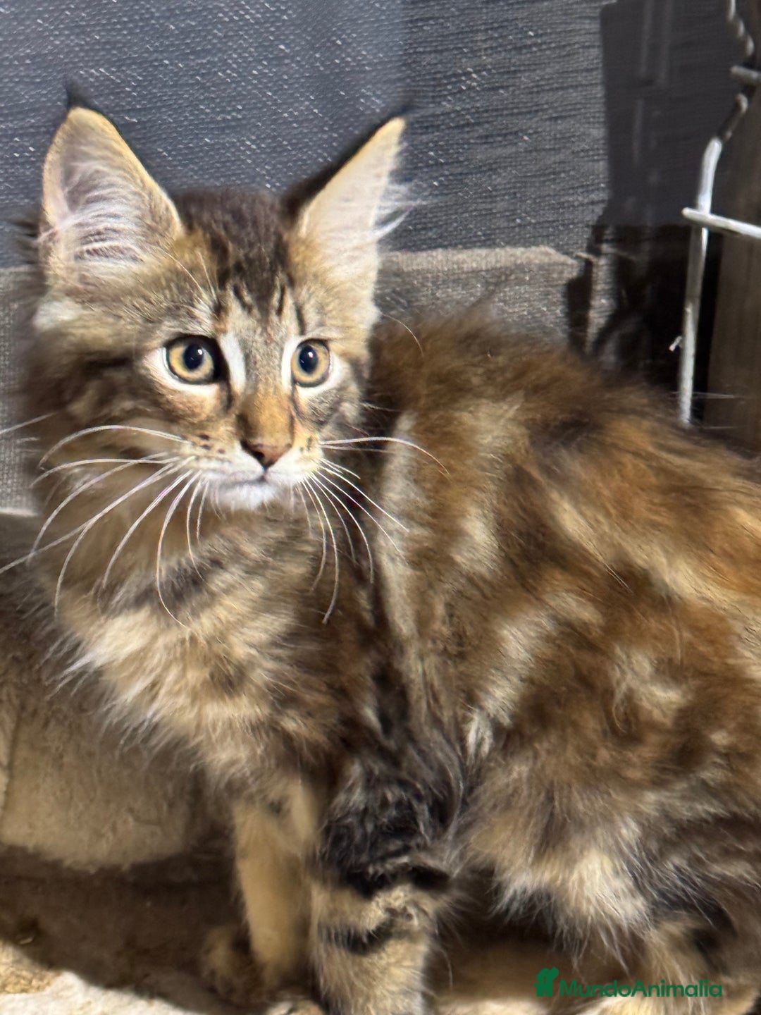 Maine Coon gatos en venta: Preciosa Camada Maine Coon - Anuncio 22